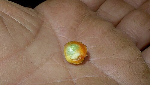 Bunchosia acuminata: Bunchosia acuminata Dobson