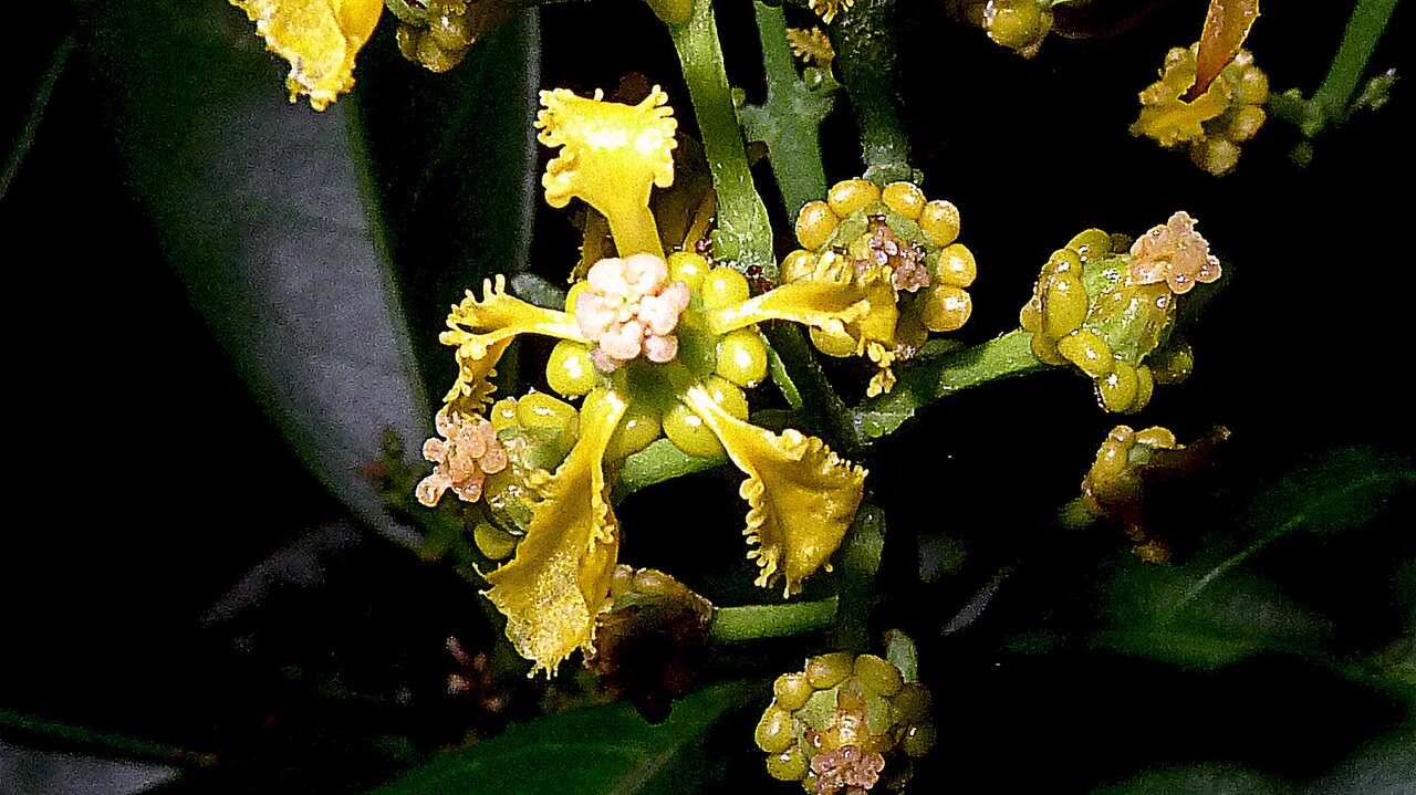 Bunchosia acuminata: Bunchosia acuminata Dobson