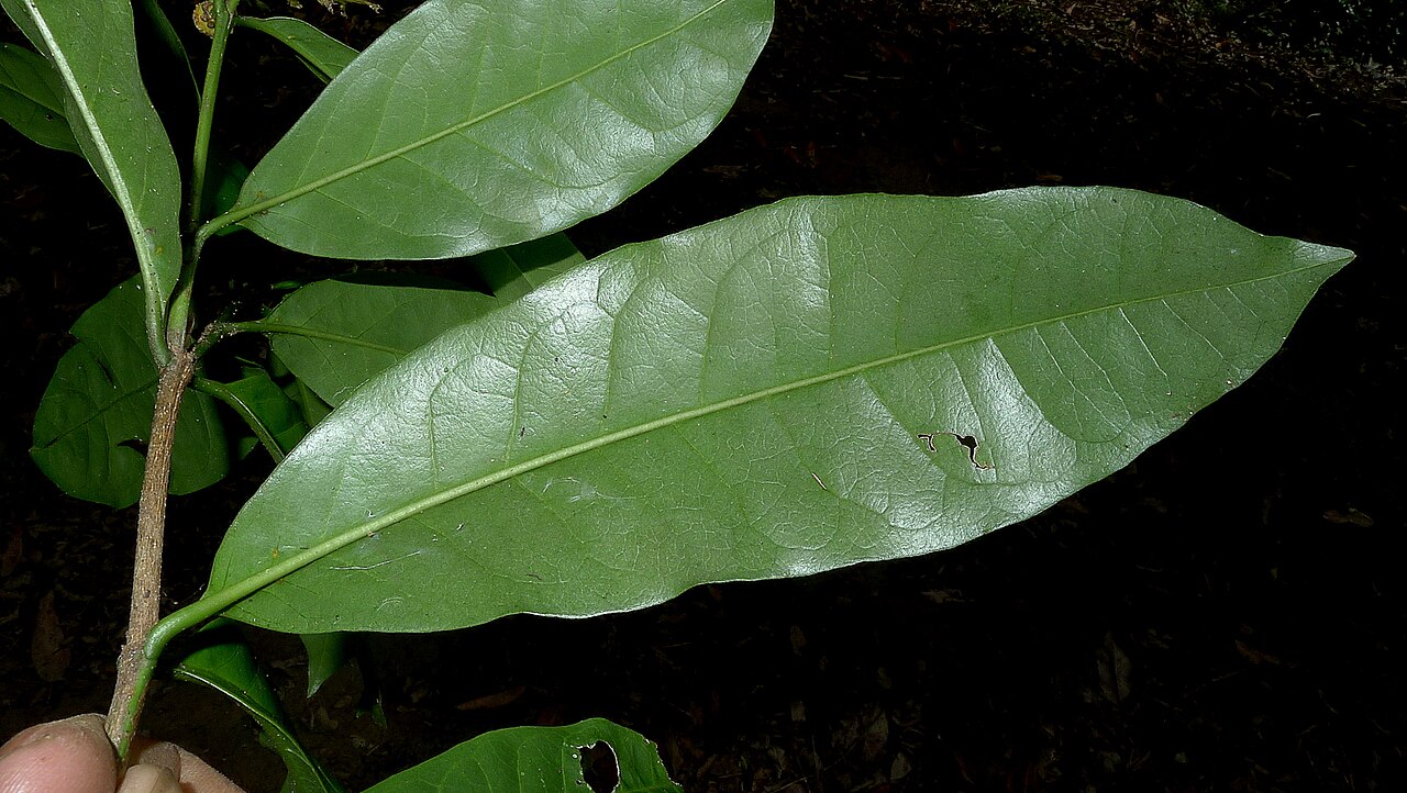 Bunchosia acuminata: Bunchosia acuminata Dobson