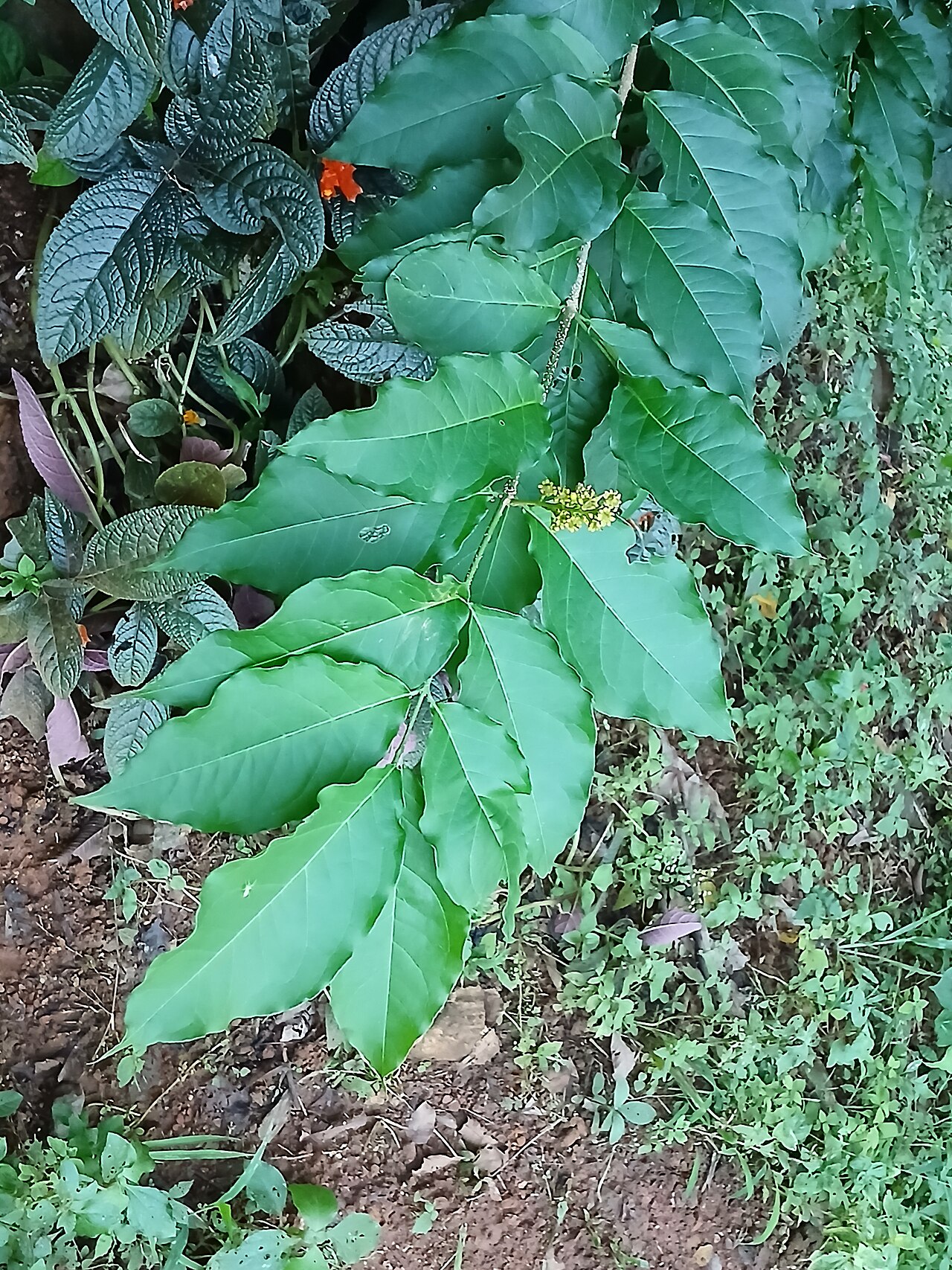 Bunchosia argentea: Bunchosia argentea