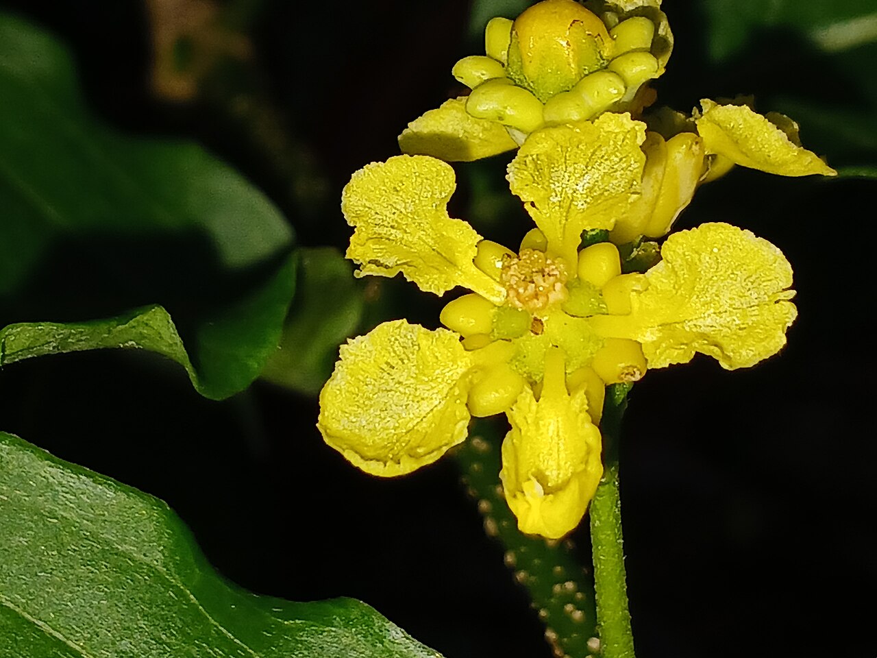 Bunchosia argentea: Bunchosia argentea