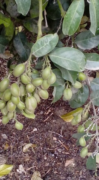 Bunchosia armeniaca: Fruiting tree of Bunchosia armeniaca, located in Peru