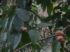 Bunchosia armeniaca (Bunchosia armeniaca)