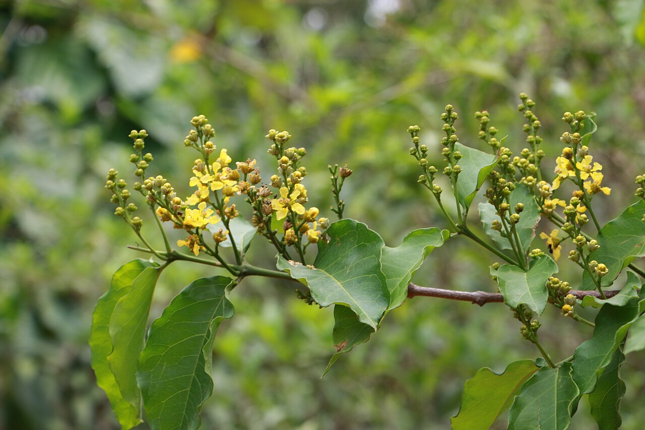 Cafe falso: Photos of plants taken by V C Balakrishnan
