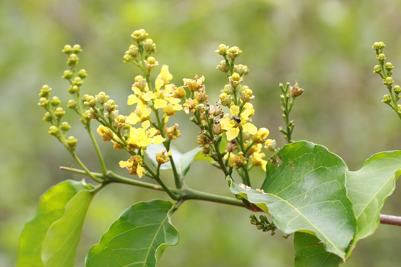 Cafe falso: Photos of plants taken by V C Balakrishnan