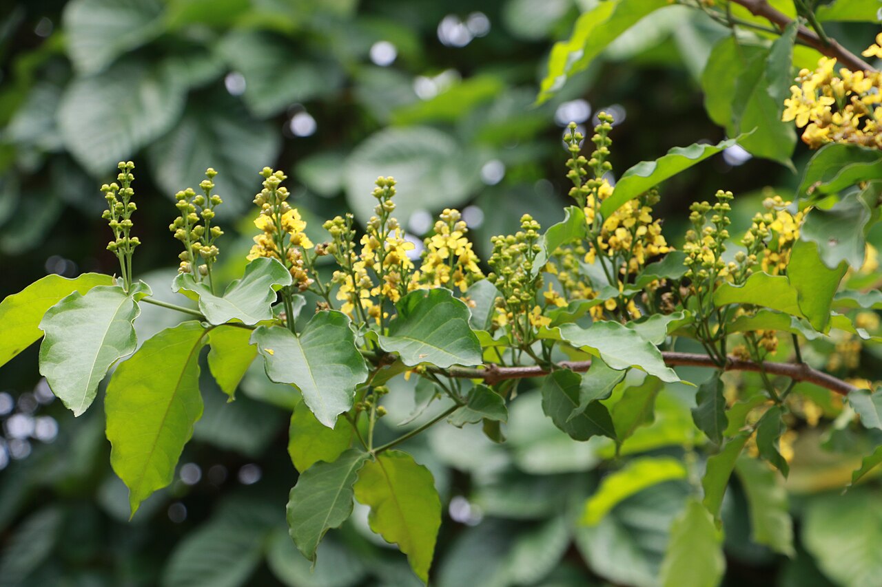 Cafe falso: Photos of plants taken by V C Balakrishnan