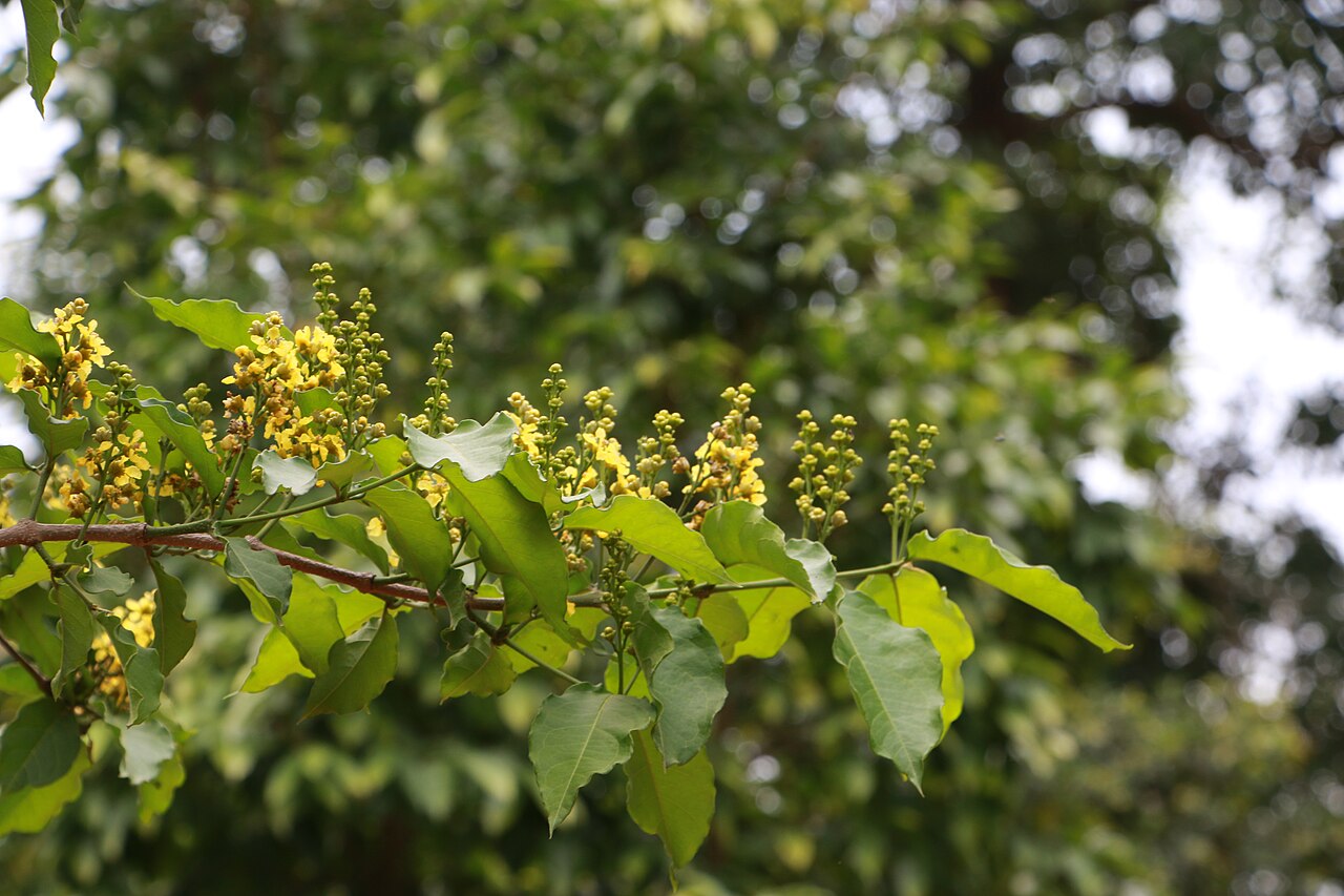 Cafe falso: Photos of plants taken by V C Balakrishnan