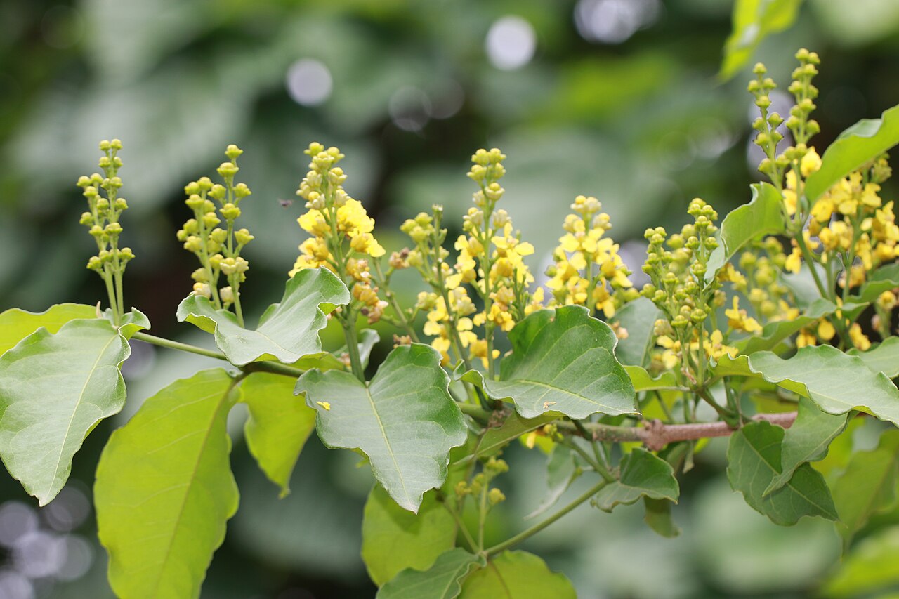 Cafe falso: Photos of plants taken by V C Balakrishnan