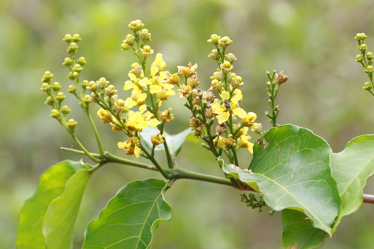 Cafe falso: Photos of plants taken by V C Balakrishnan