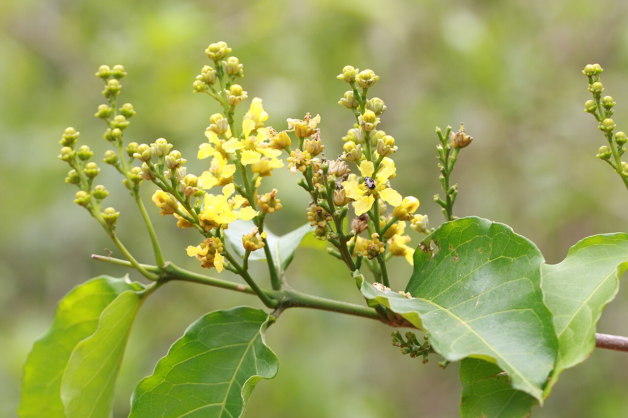 Cafe falso: Photos of plants taken by V C Balakrishnan