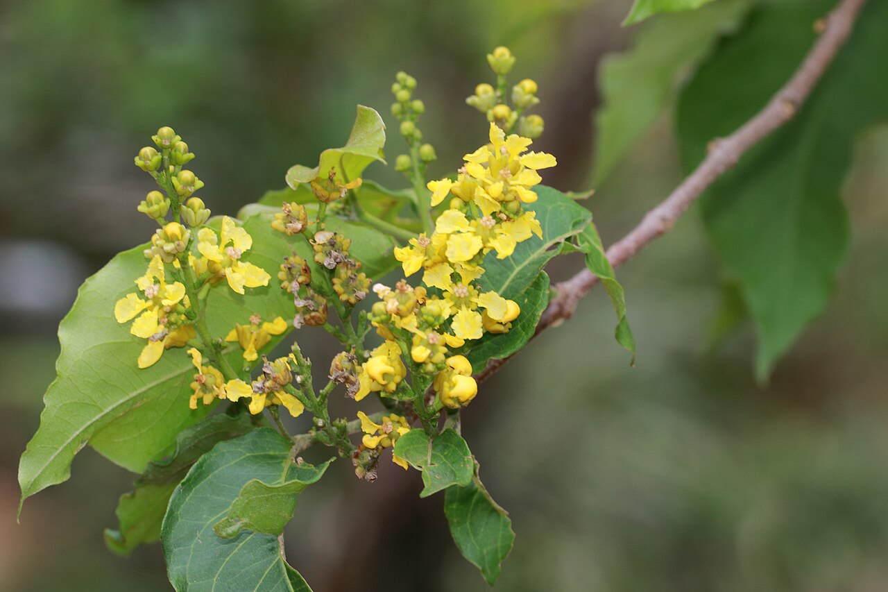 Cafe falso: Photos of plants taken by V C Balakrishnan