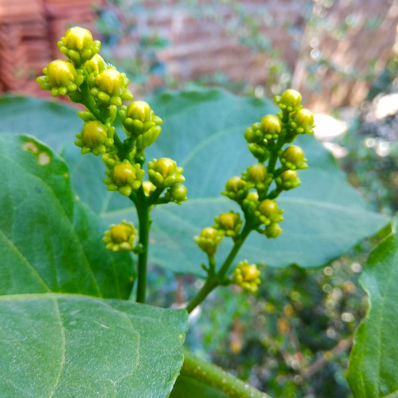 Cafe falso: Bunchosia argentea flower buds