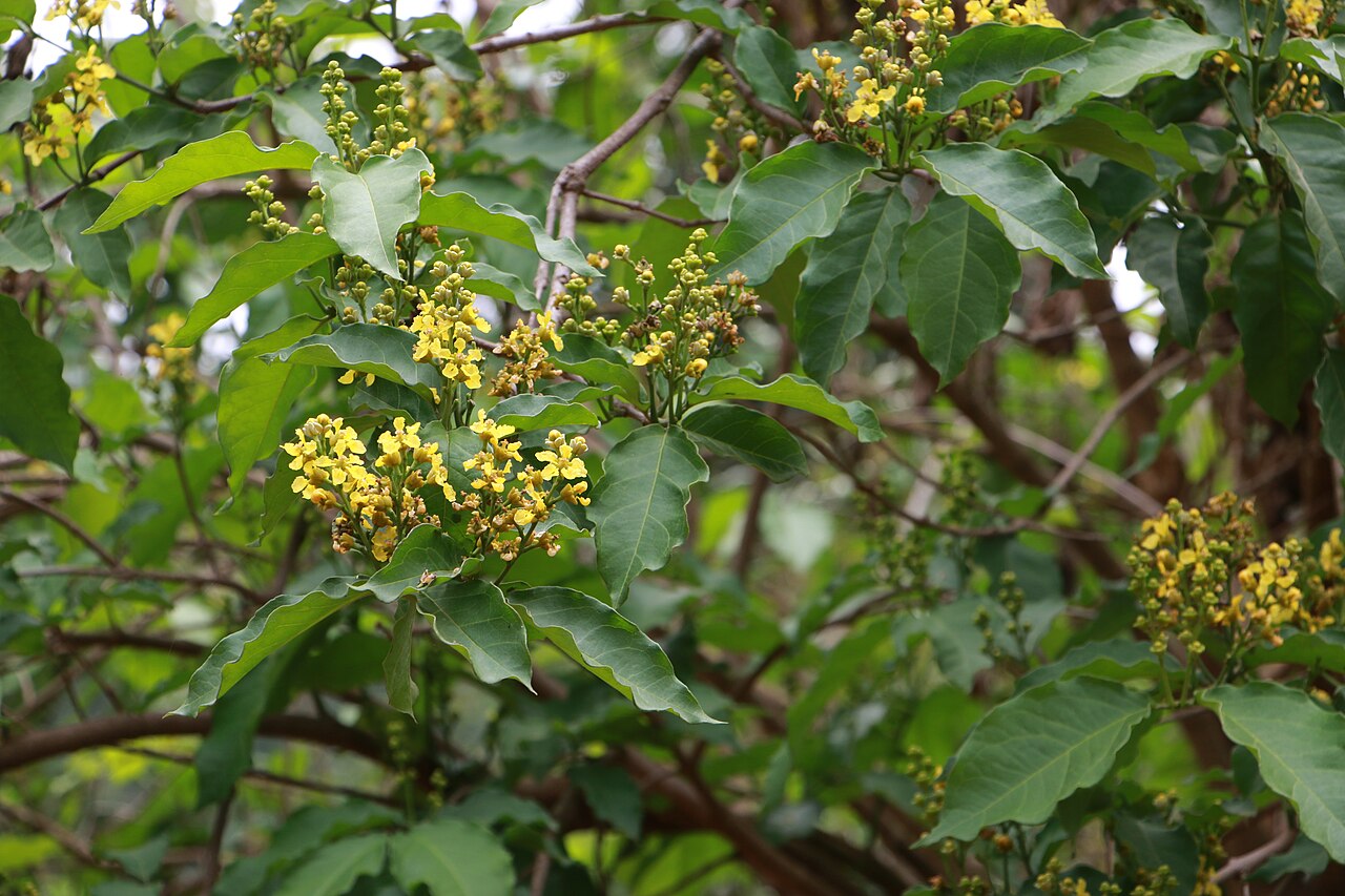 Cafe falso: Photos of plants taken by V C Balakrishnan