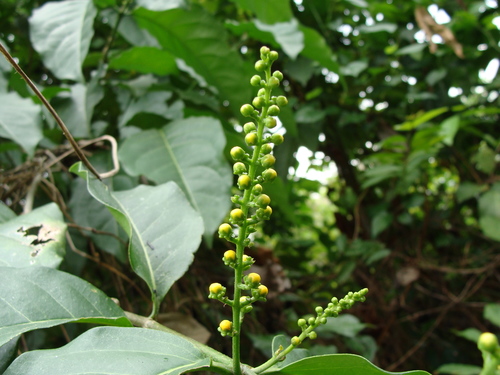 Bunchosia lindeniana (Bunchosia lindeniana)