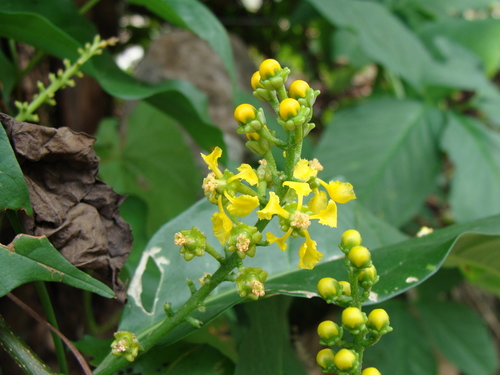 Bunchosia lindeniana (Bunchosia lindeniana)
