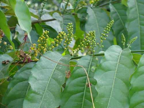 Bunchosia lindeniana (Bunchosia lindeniana)