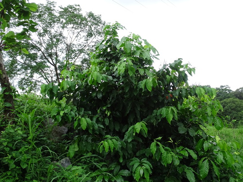 Bunchosia lindeniana (Bunchosia lindeniana)