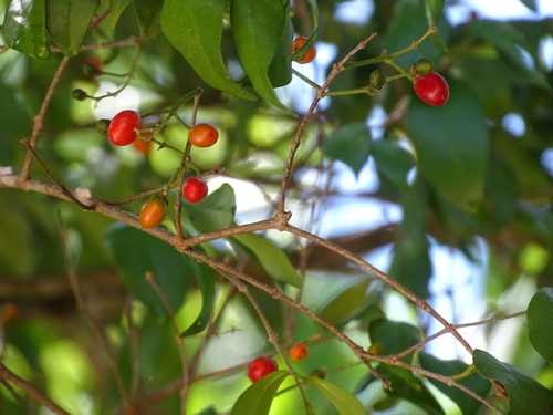 Bunchosia lindeniana (Bunchosia lindeniana)