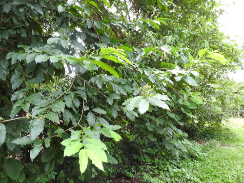 Bunchosia lindeniana (Bunchosia lindeniana)