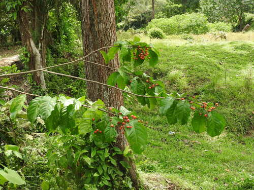 Bunchosia lindeniana (Bunchosia lindeniana)