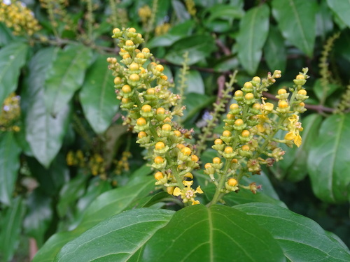 Bunchosia lindeniana (Bunchosia lindeniana)