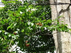 Bunchosia lindeniana (Bunchosia lindeniana)