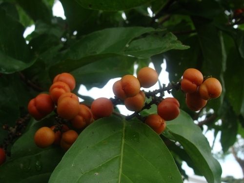 Bunchosia lindeniana (Bunchosia lindeniana)
