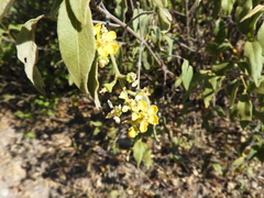 Bunchosia lindeniana (Bunchosia lindeniana)
