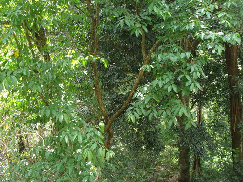 Bunchosia lindeniana (Bunchosia lindeniana)