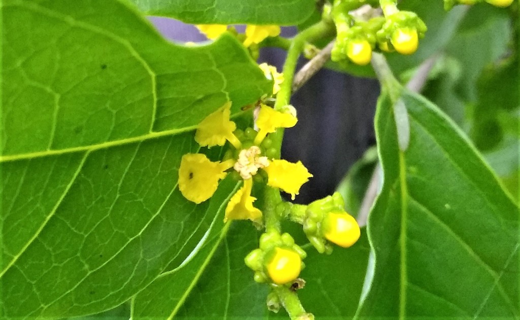 Bunchosia palmeri (Bunchosia palmeri)