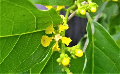 Bunchosia palmeri (Bunchosia palmeri)