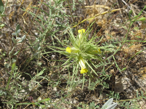 Bungea trifida (Bungea trifida)