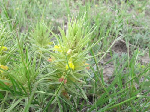 Bungea trifida (Bungea trifida)