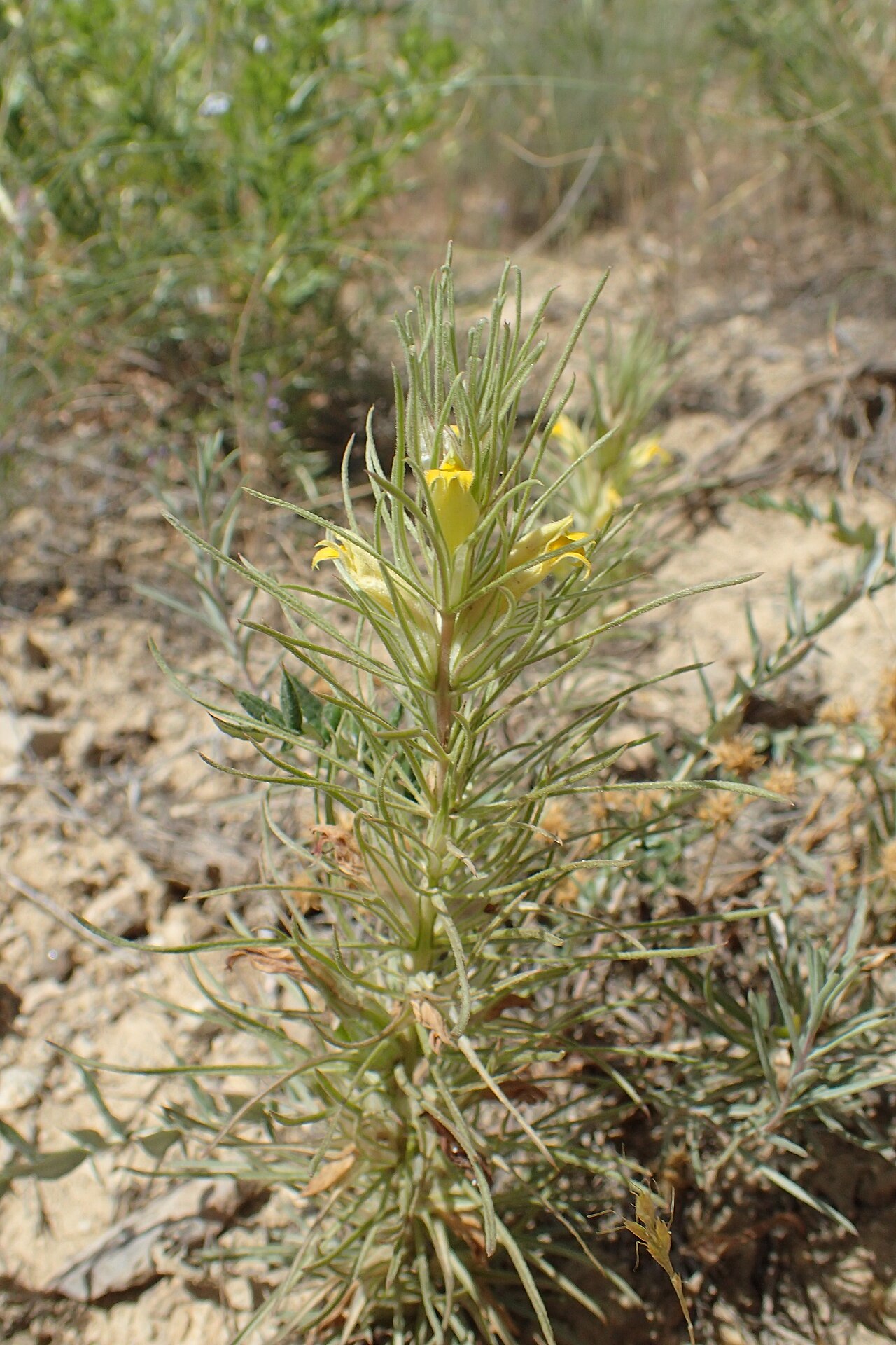 Bungea trifida: Bungea trifida in Shaki