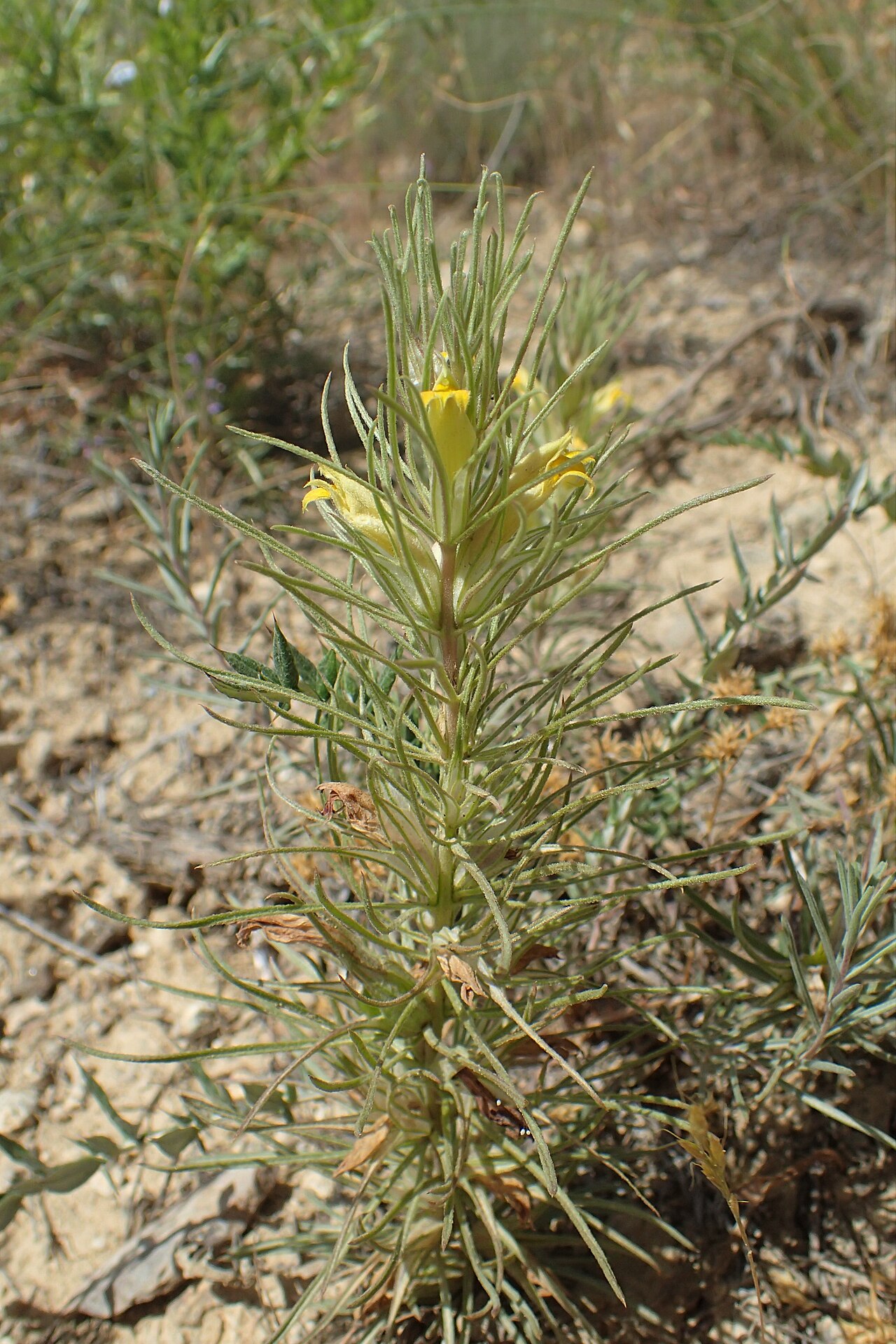 Bungea trifida: Bungea trifida in Shaki