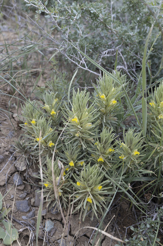 Bungea trifida (Bungea trifida)