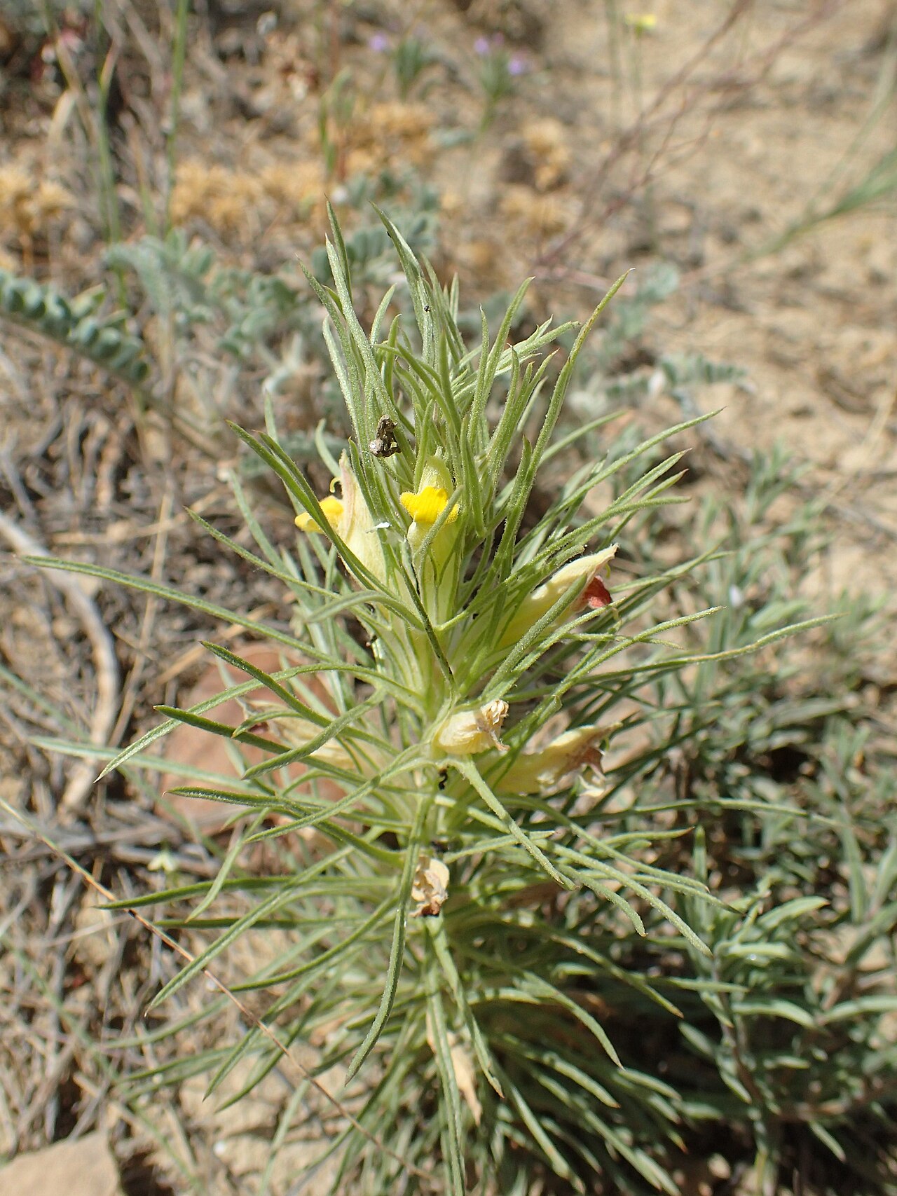 Bungea trifida: Bungea trifida in Shaki