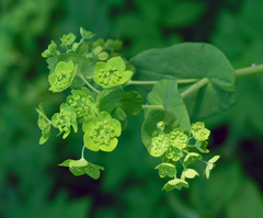 Bupleurum aureum (Bupleurum aureum)