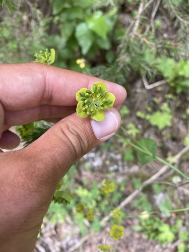 Bupleurum aureum (Bupleurum aureum)