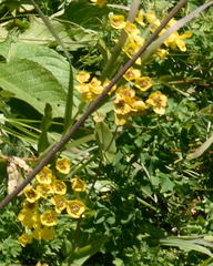 Bupleurum aureum (Bupleurum aureum)