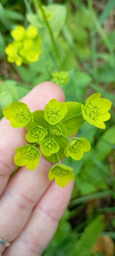Bupleurum aureum (Bupleurum aureum)