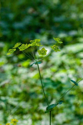 Bupleurum aureum (Bupleurum aureum)