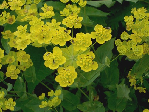 Bupleurum aureum (Bupleurum aureum)