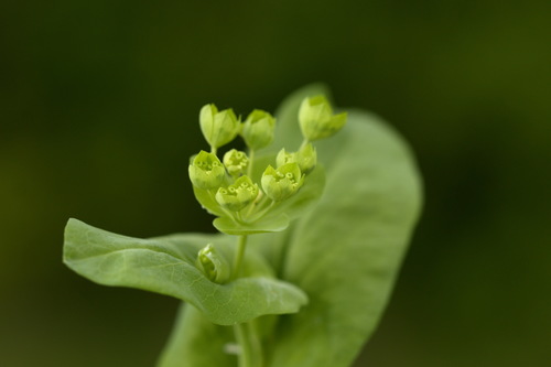 Bupleurum aureum (Bupleurum aureum)
