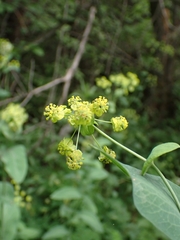 Bupleurum aureum (Bupleurum aureum)