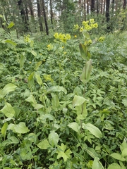Bupleurum aureum (Bupleurum aureum)