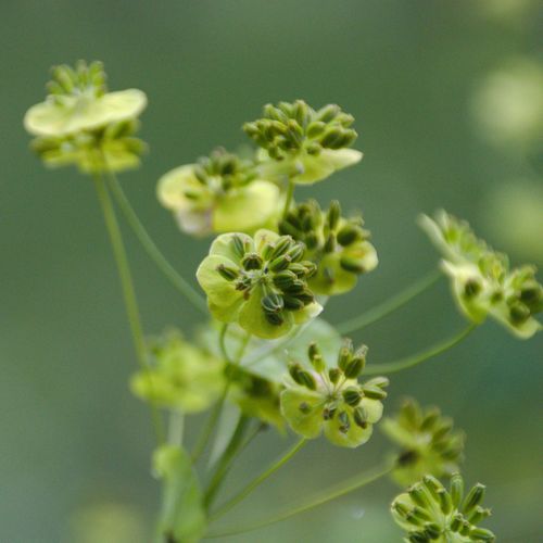 Bupleurum aureum (Bupleurum aureum)