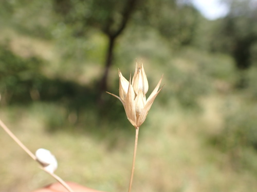 Bupleurum baldense (Bupleurum baldense)