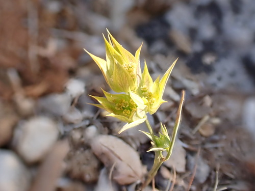 Bupleurum baldense (Bupleurum baldense)
