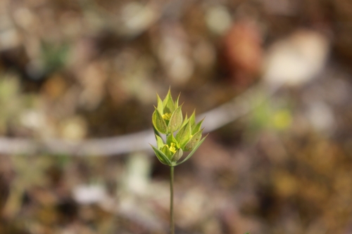 Bupleurum baldense (Bupleurum baldense)